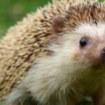 Hogyan lehet házi kedvenc egy sündisznó