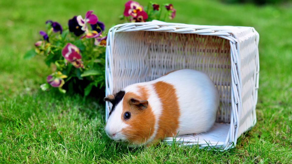 tengerimalac örökbefogadás