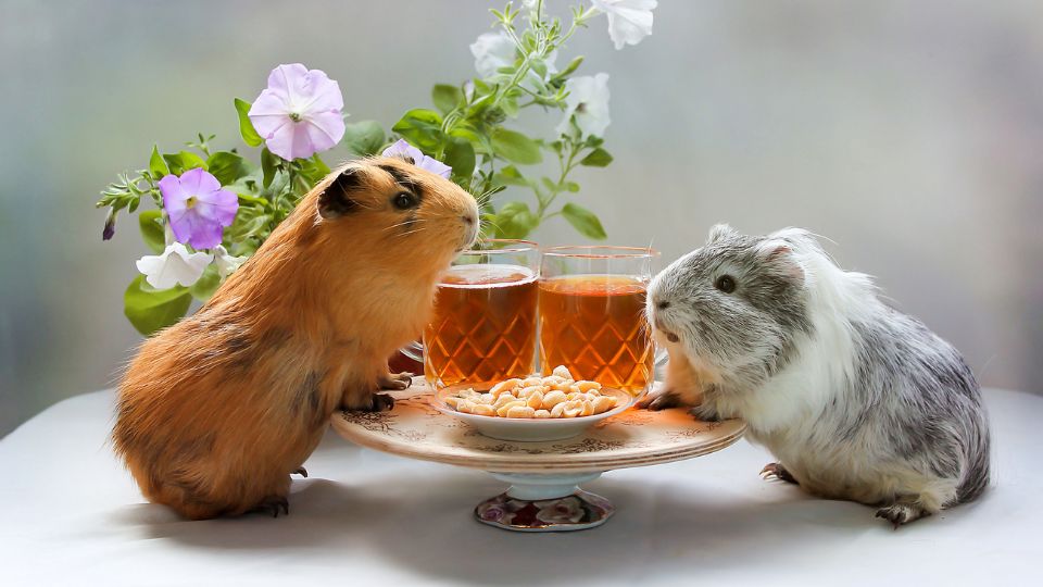 tengerimalac örökbefogadás