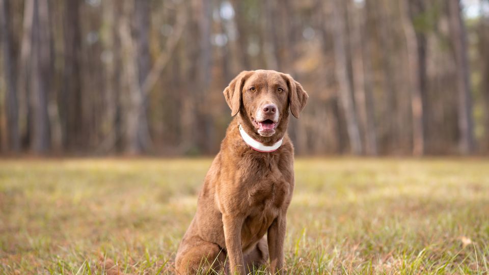 Chesapeake Bay retriever