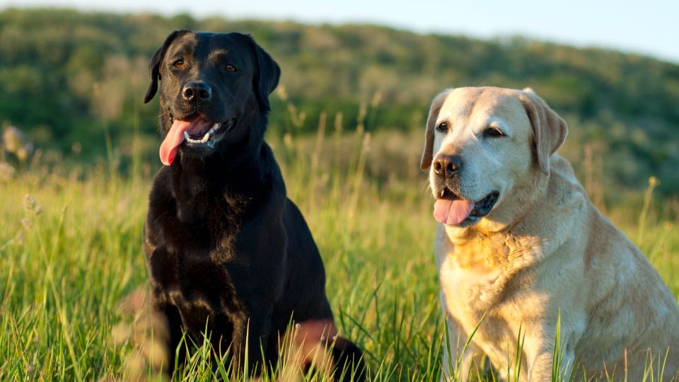 Labrador retriever