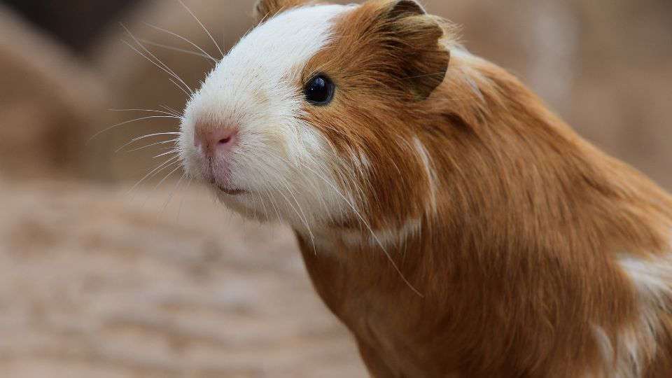 tengerimalac